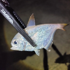 ミナミハタンポの釣果