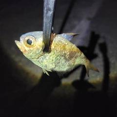 ミナミハタンポの釣果