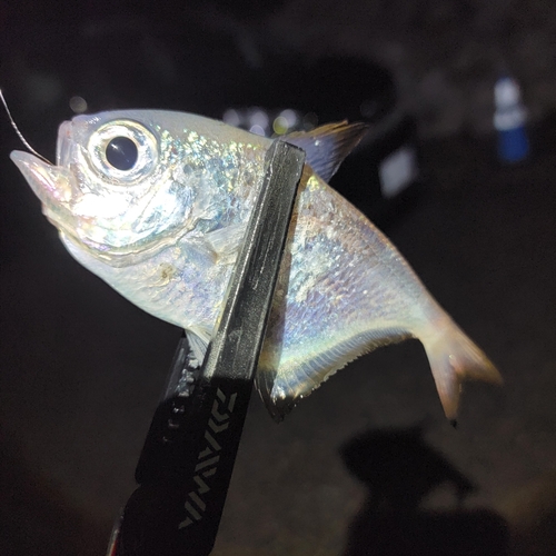 ミナミハタンポの釣果