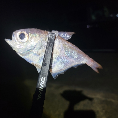 ミナミハタンポの釣果