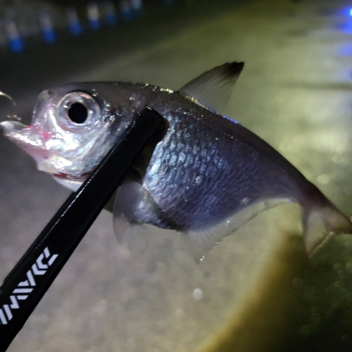 ミナミハタンポの釣果