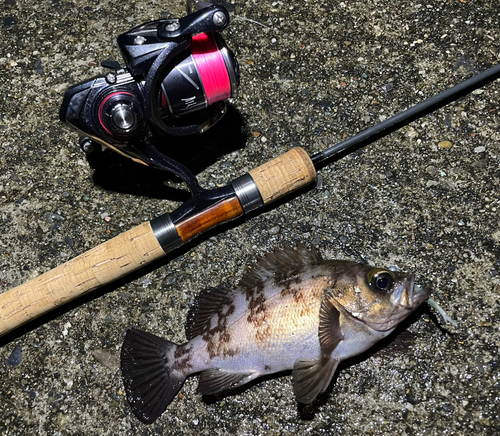 メバルの釣果