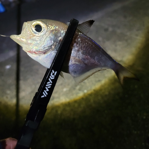 ミナミハタンポの釣果