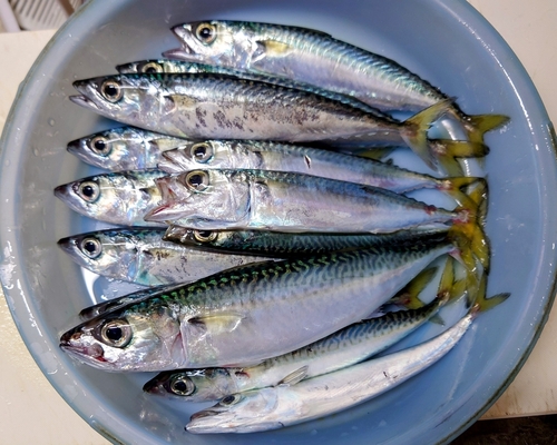 マサバの釣果