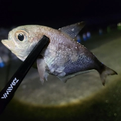 ミナミハタンポの釣果