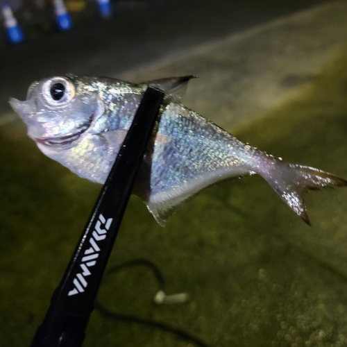 ミナミハタンポの釣果