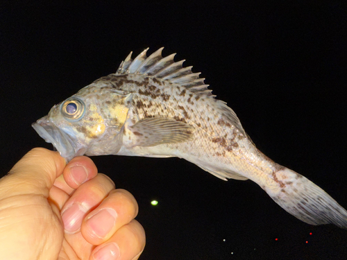 ソイの釣果