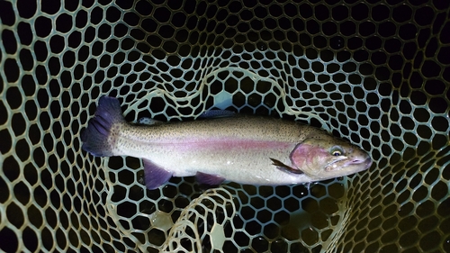 ニジマスの釣果