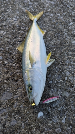 ヤズの釣果