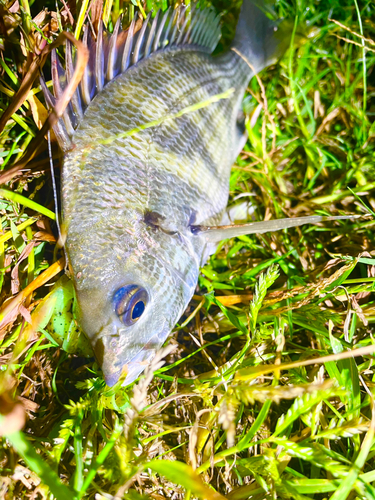 キビレの釣果