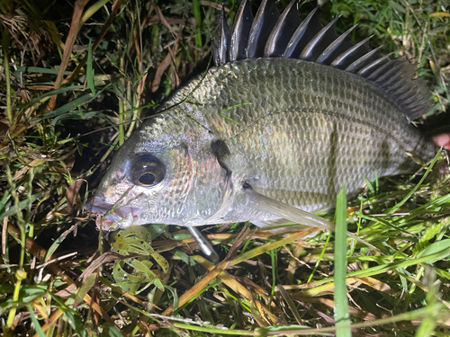 キビレの釣果