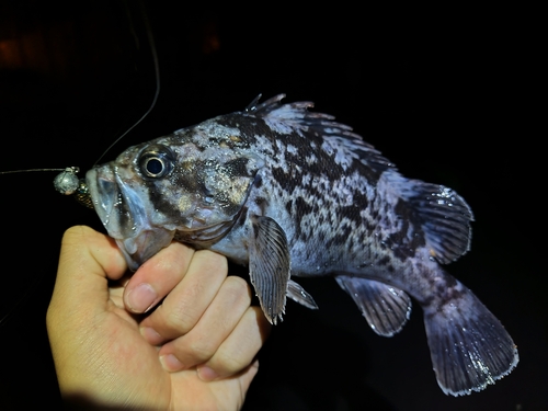 クロソイの釣果