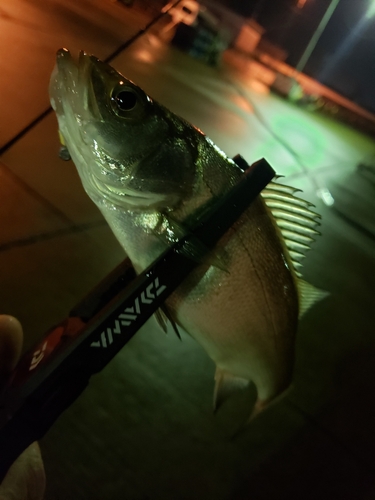 セイゴ（マルスズキ）の釣果