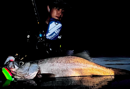 スズキの釣果