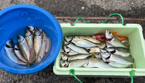 アジの釣果