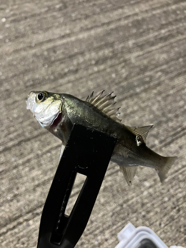 セイゴ（ヒラスズキ）の釣果