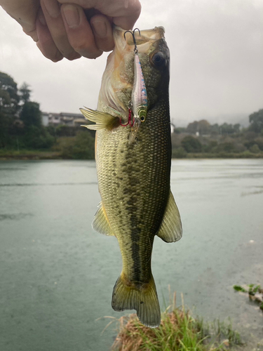 ラージマウスバスの釣果