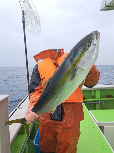 ワラサの釣果