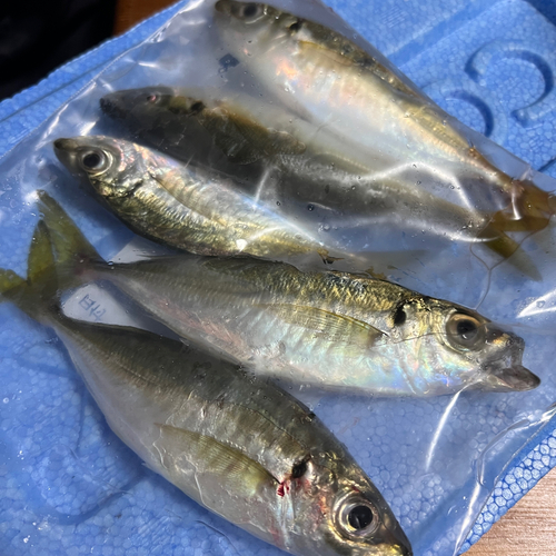 アジの釣果