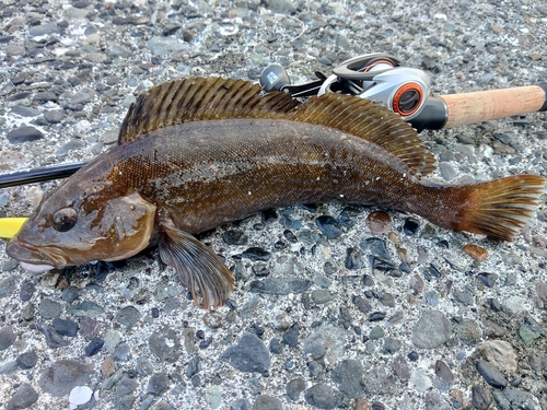 アイナメの釣果