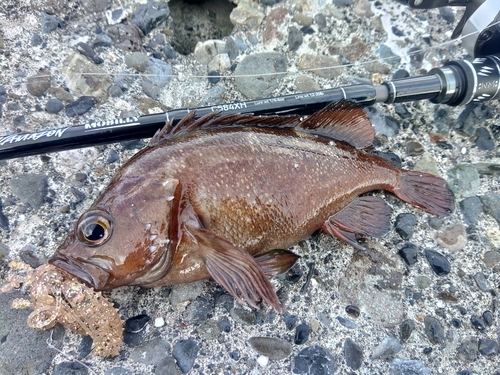 ガヤの釣果