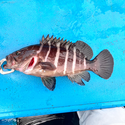 マハタの釣果