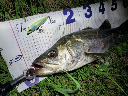 シーバスの釣果