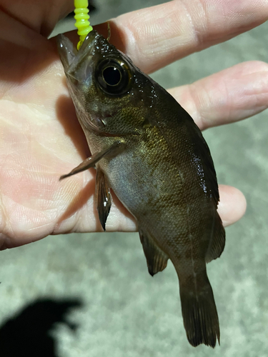 メバルの釣果