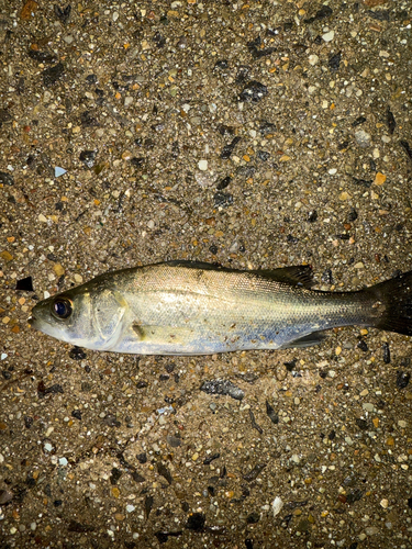 セイゴ（マルスズキ）の釣果