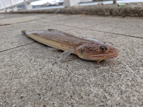 サメの釣果