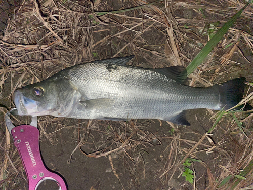 フッコ（ヒラスズキ）の釣果