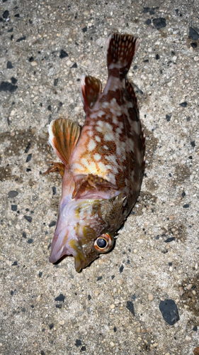 カサゴの釣果