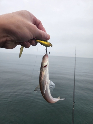 エソの釣果