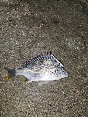 キビレの釣果