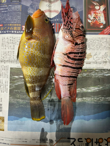 アオスジハタの釣果