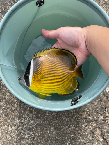 チョウチョウウオの釣果