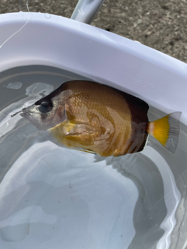 シラコダイの釣果