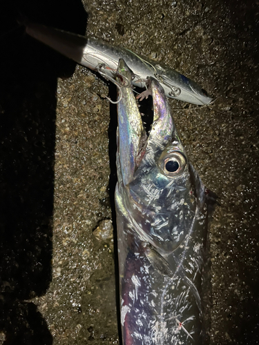 タチウオの釣果