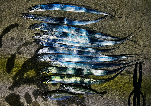 タチウオの釣果