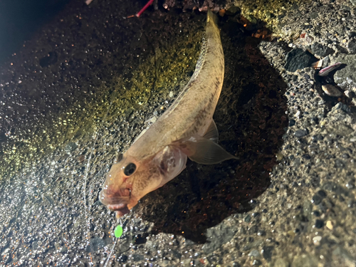 マハゼの釣果