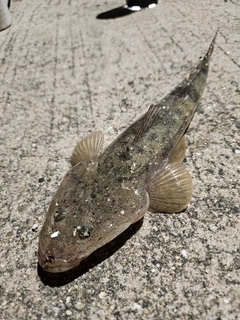 ワニゴチの釣果