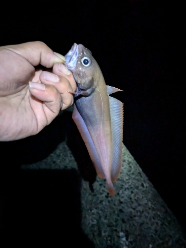 ドンコの釣果