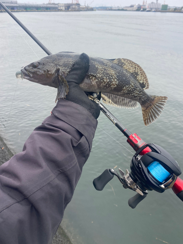 アイナメの釣果