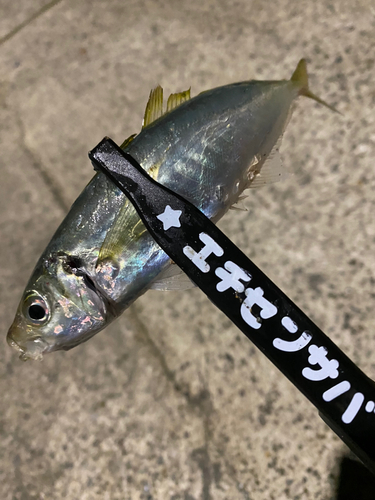 マルアジの釣果