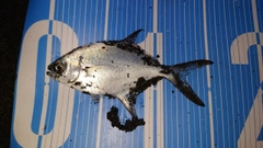 コバンアジの釣果