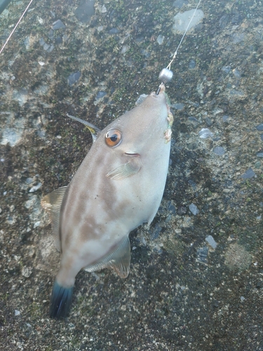 ウマヅラハギの釣果