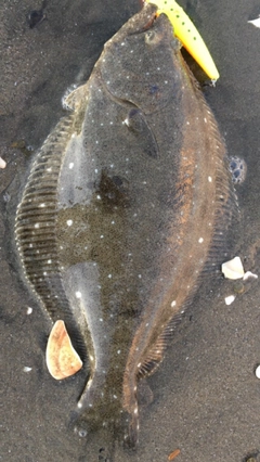 ヒラメの釣果