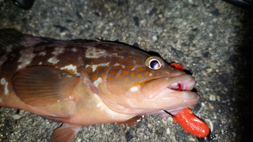 キジハタの釣果