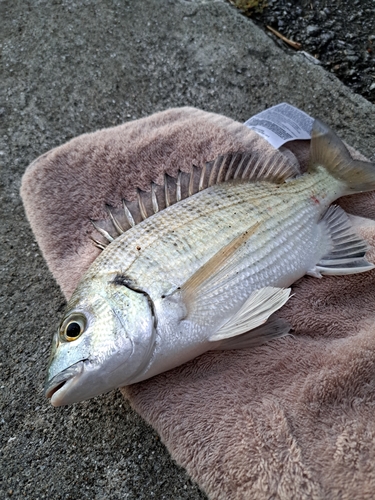 オキナワキチヌの釣果