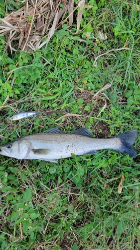 スズキの釣果